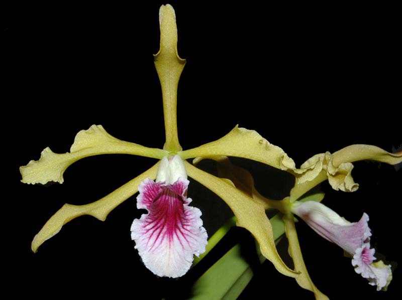 laelia_grandis_ws_cd