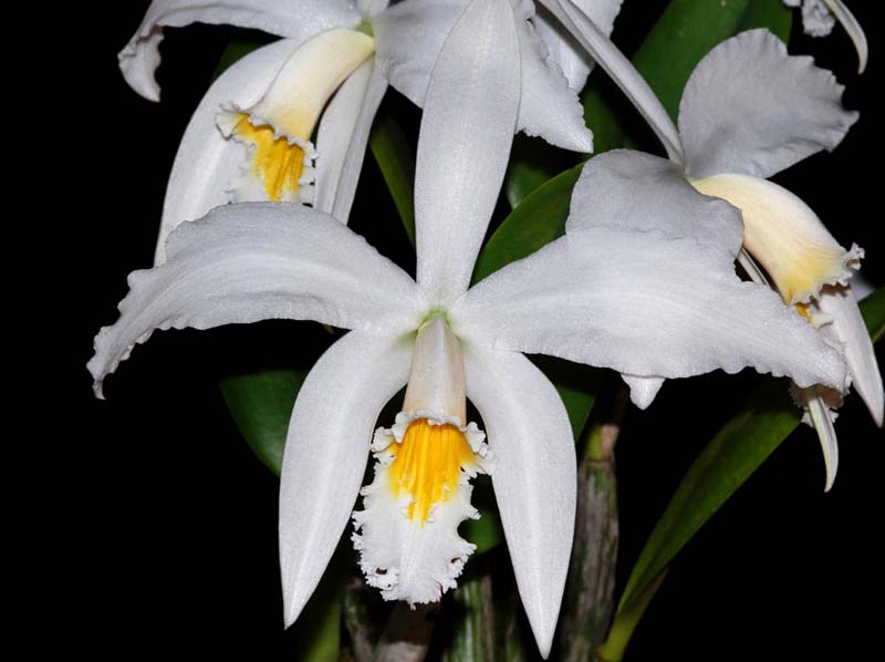 laelia_jongheana_alba_ip