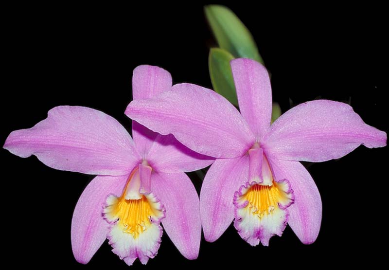 laelia_jongheana_cd