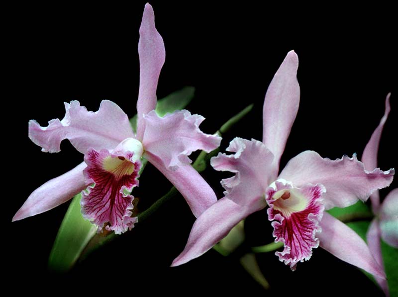 laelia_lobata_cd