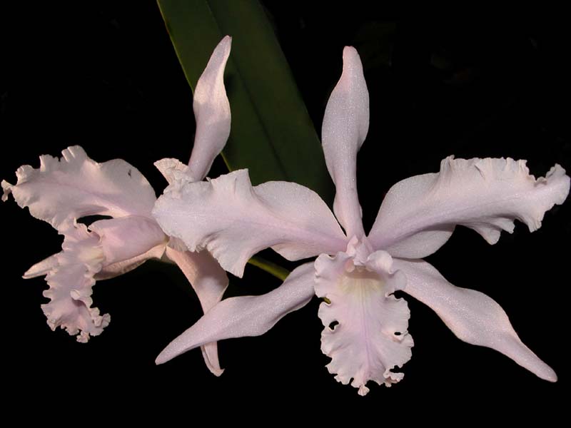 laelia_lobata_rosea_cd