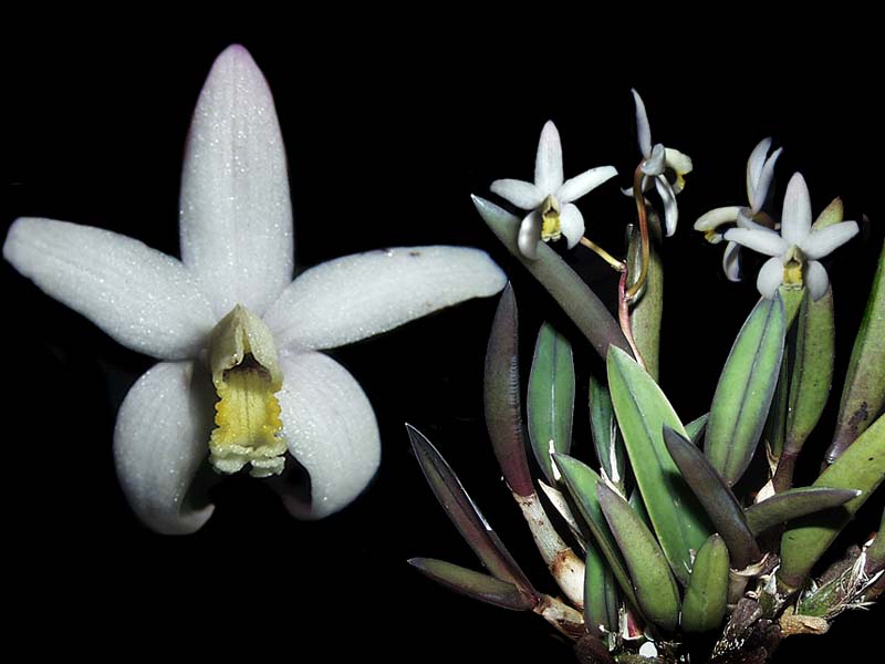 laelia_lucasiana_ fournieri_cd