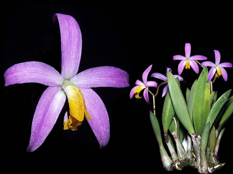 laelia_lucasiana_cd