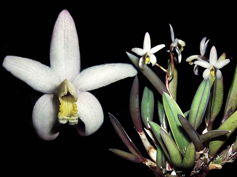 laelia_lucasiana_fournieri_cd