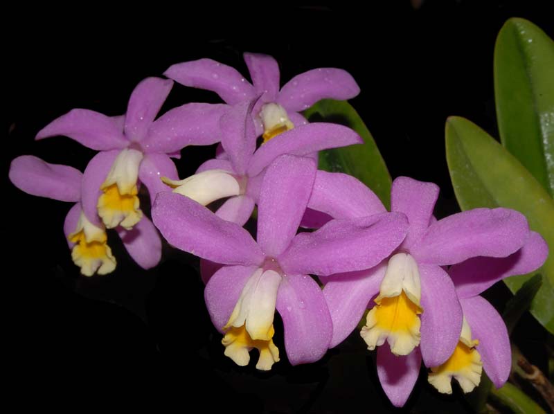 laelia_lucasiana_ws_cd