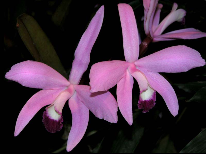 laelia_perrinii_ws_cd