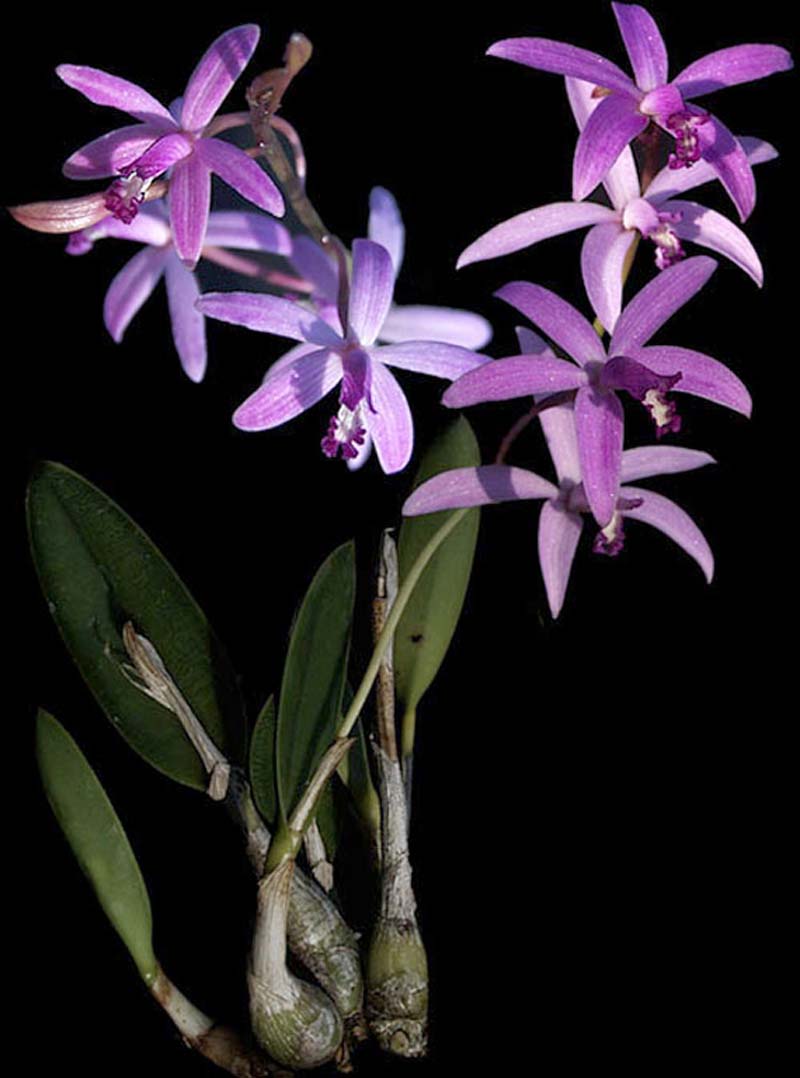 laelia_pfisteri_cd