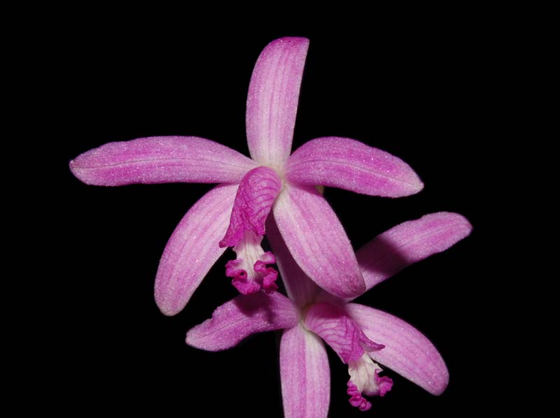 laelia_pfisteri_ws_cd