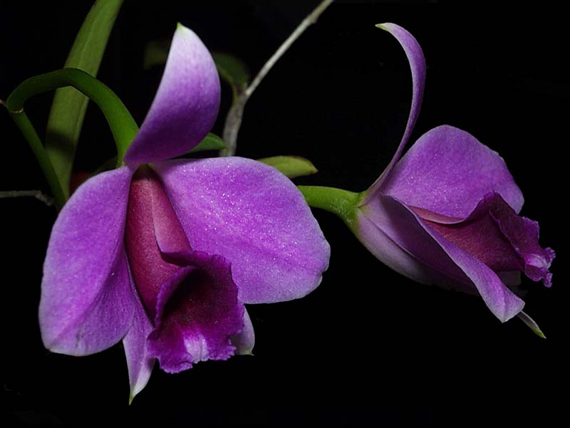 laelia_praestans2_cd