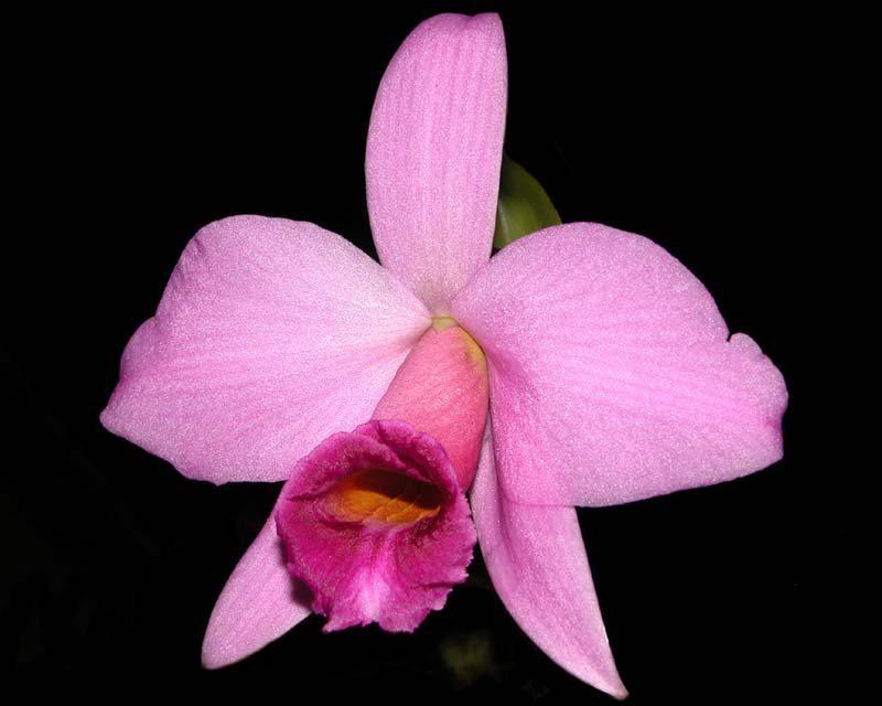 laelia_praestans3_cd