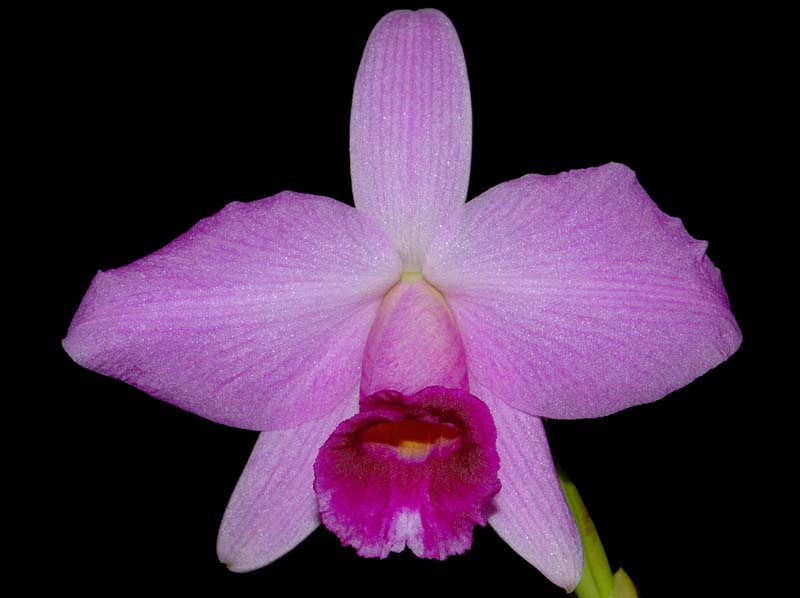 laelia_praestans_ws_cd