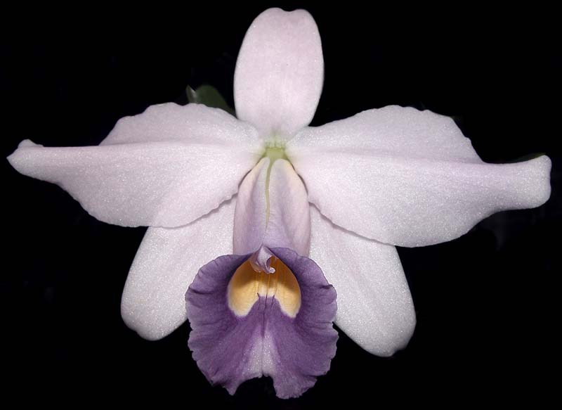 laelia_pumila_coerulea2_cd