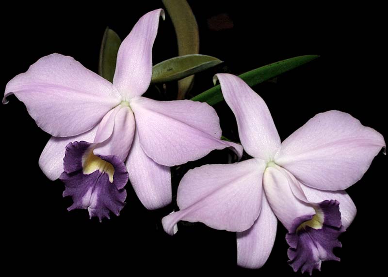 laelia_pumila_coerulea_cd