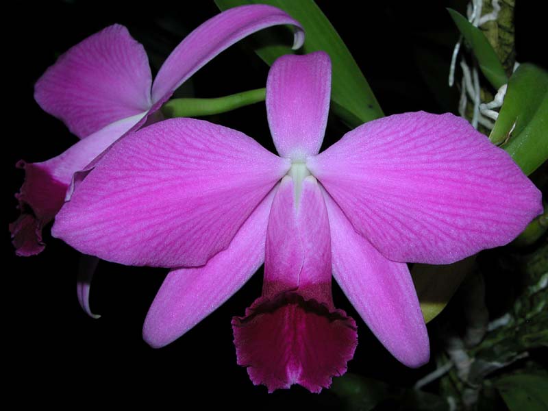 laelia_pumila_fk_cd