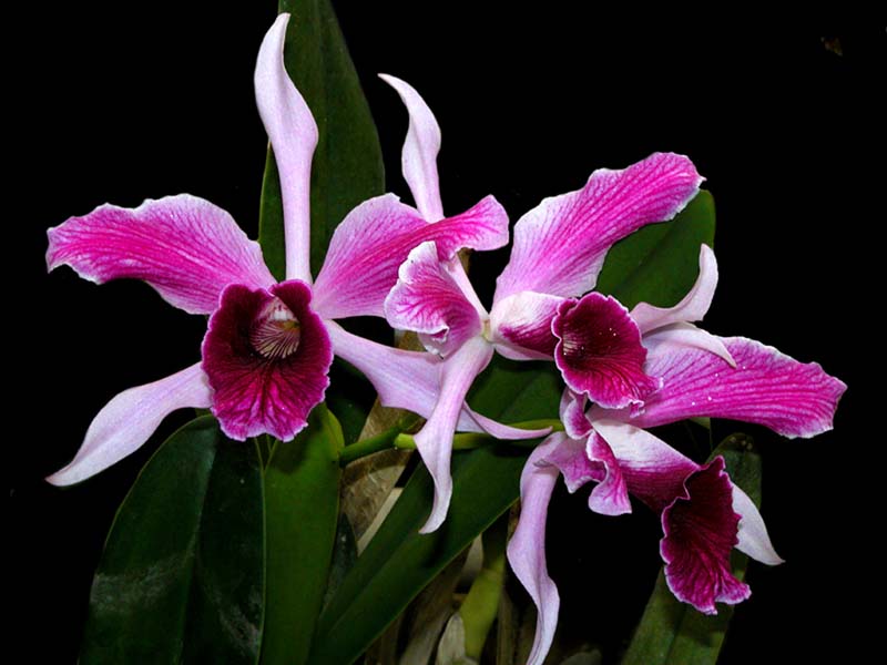 laelia_purpurata_2_cd