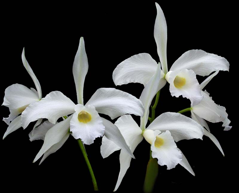 laelia_purpurata_alba2_cd