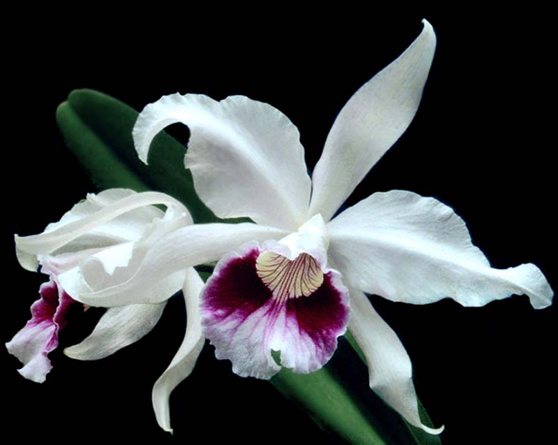 laelia_purpurata_carmencita_cd