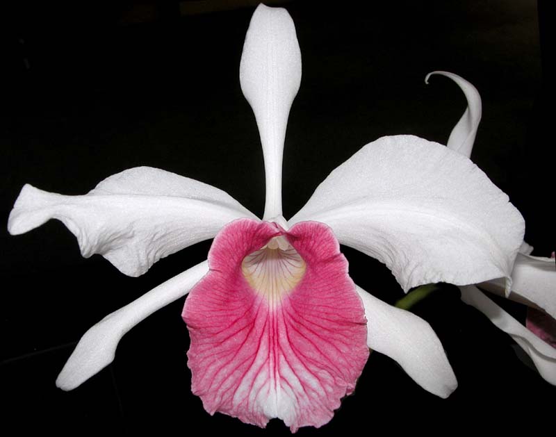 laelia_purpurata_carnea4_cd