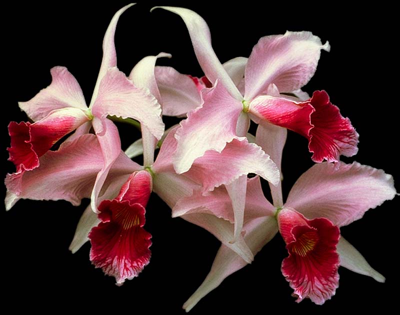 laelia_purpurata_cd