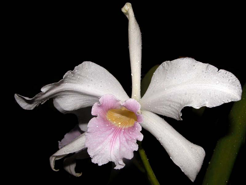 laelia_purpurata_mandayana2_cd