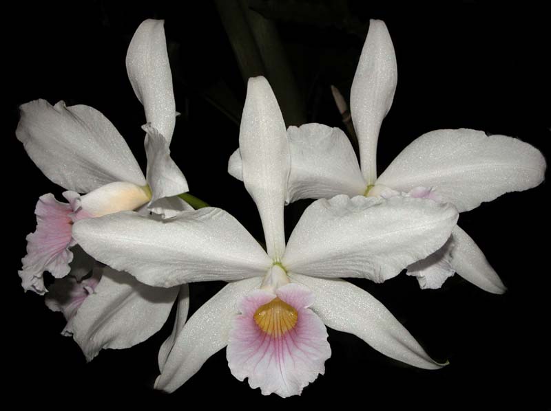 laelia_purpurata_russeliana3_cd