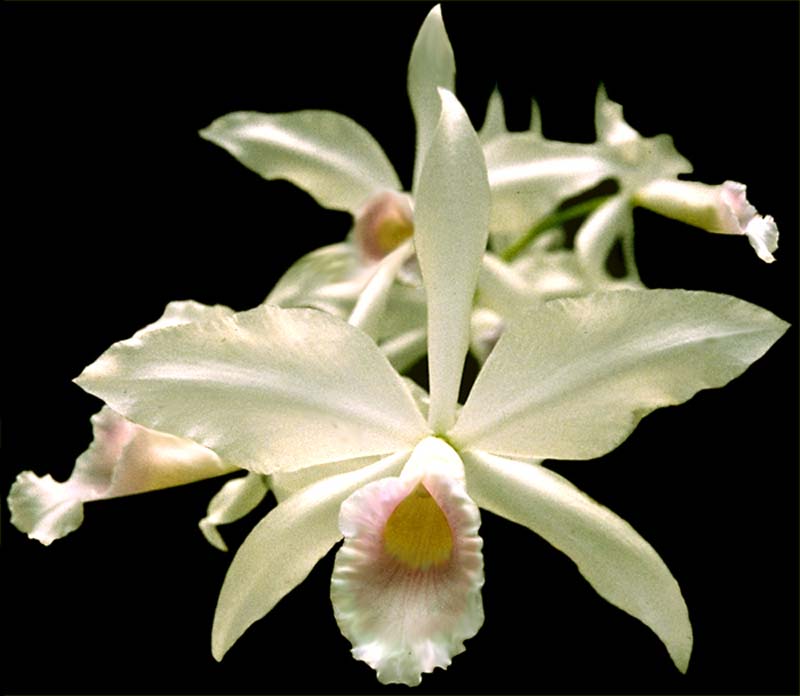 laelia_purpurata_russeliana_delicata1_cd