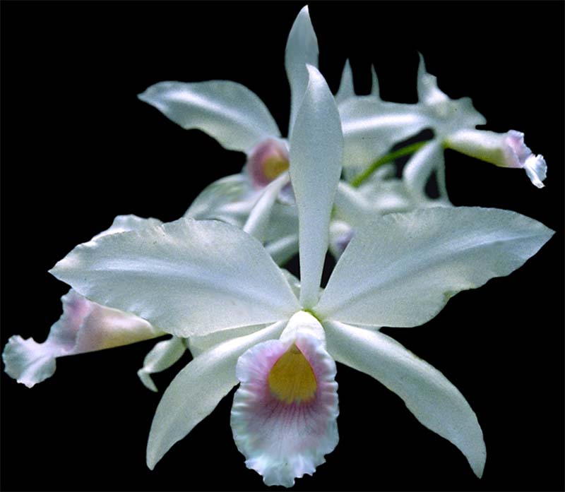 laelia_purpurata_russeliana_delicata_cd