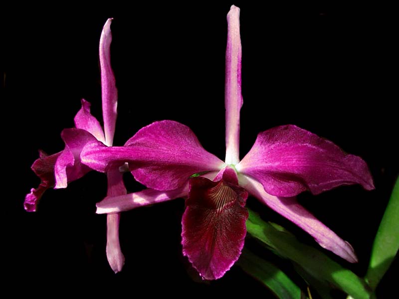 laelia_purpurata_sanguinea2_cd