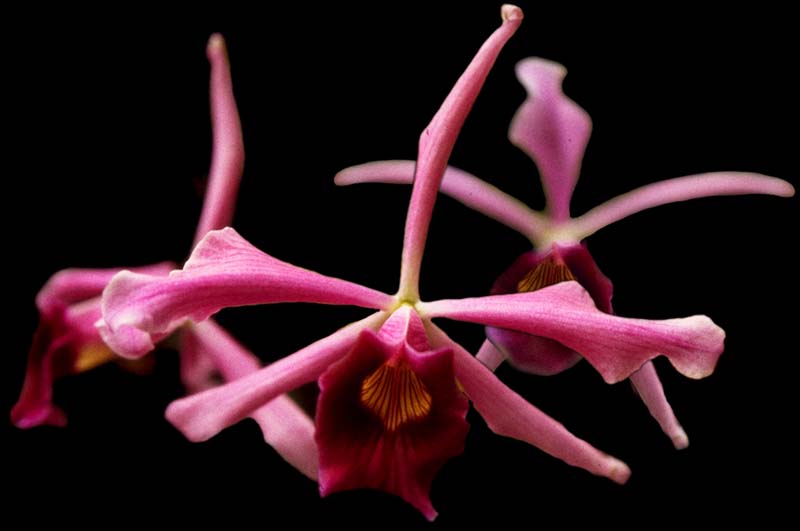 laelia_purpurata_sanguinea_cd