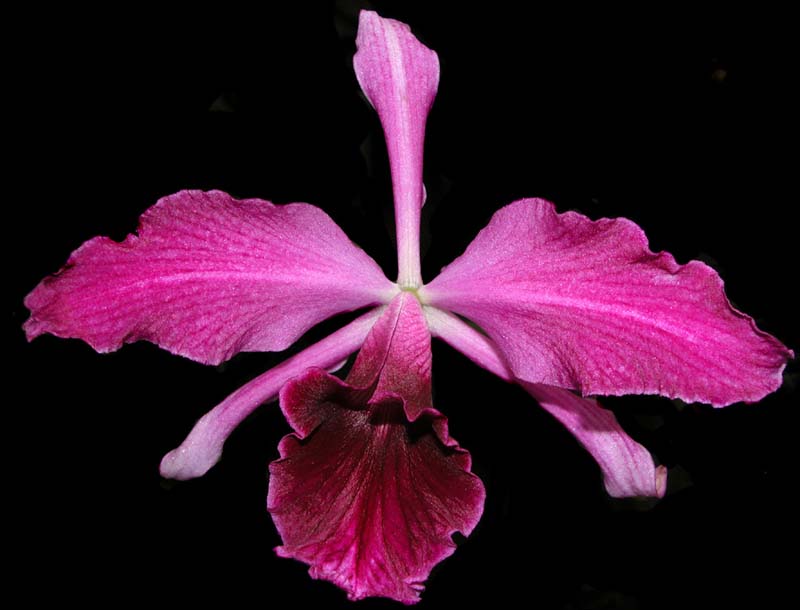 laelia_purpurata_sanguinea_mentzii3_cd