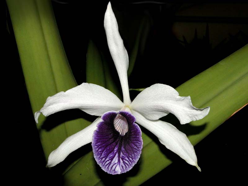 laelia_purpurata_schusteriana2_cd