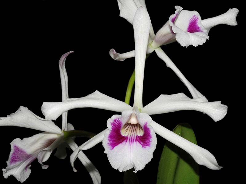 laelia_purpurata_semi-alba_oculata_ip_cd