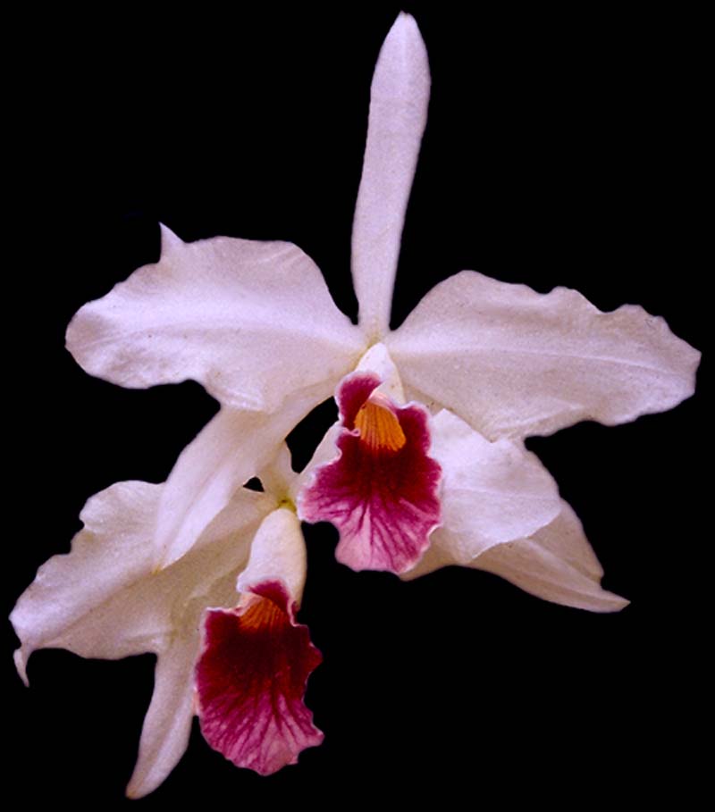 laelia_purpurata_semialba soxovioletta