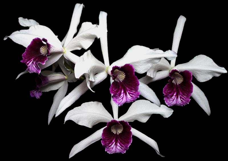 laelia_purpurata_semialba_caixinha_cd