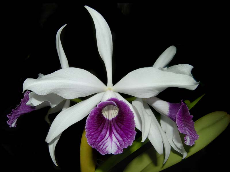 laelia_purpurata_semialba_caixinha_ws_cd