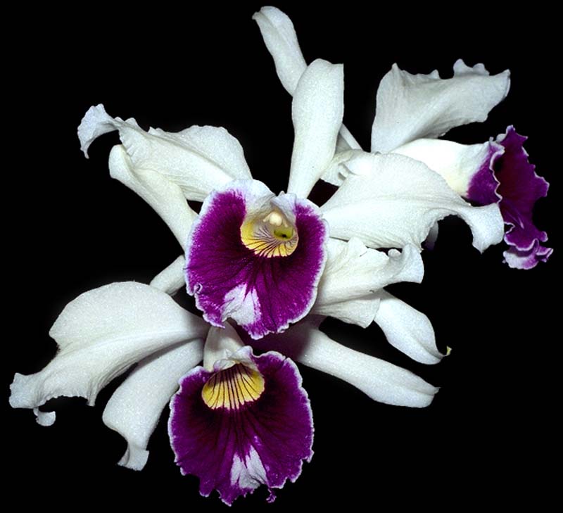 laelia_purpurata_semialba_cd