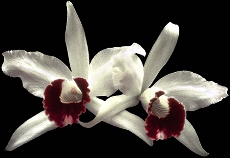 laelia_purpurata_semialba_clito_cd