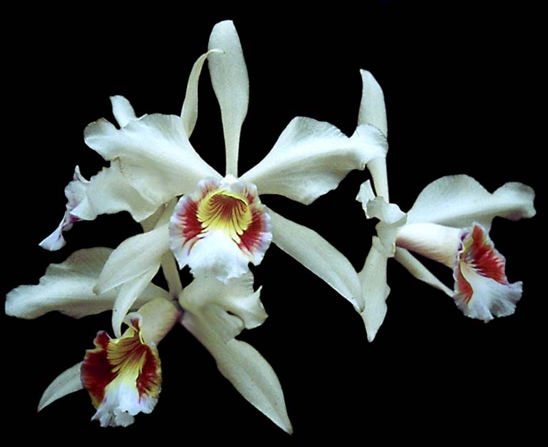 laelia_purpurata_semialba_oculata_cd