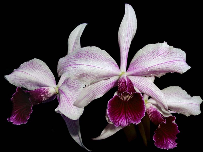 laelia_purpurata_striata2_cd