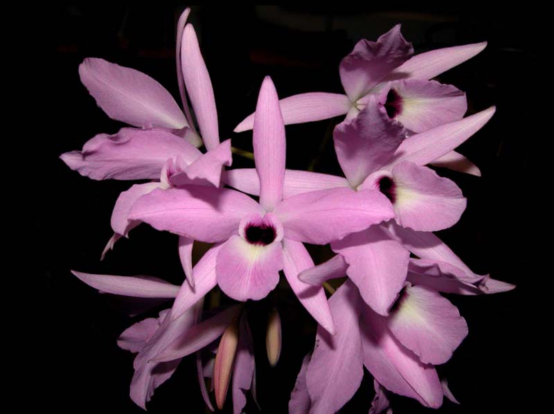 laelia_rubescens2_cd