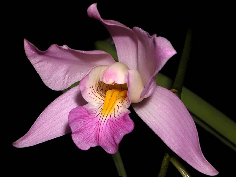 laelia_speciosa2