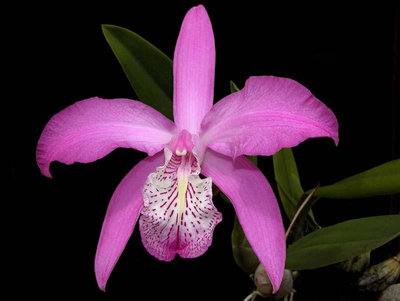 laelia_speciosa3