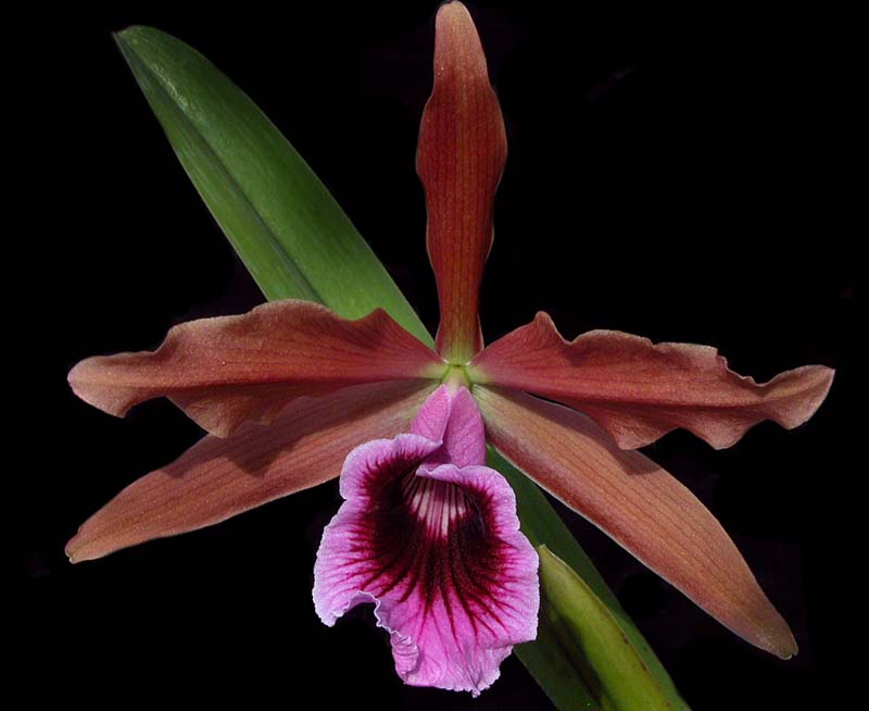 laelia_tenebrosa2_cd