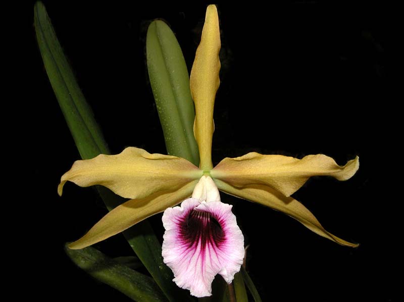 laelia_tenebrosa_aurea_cd