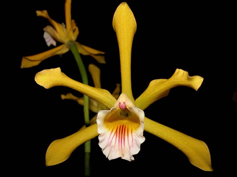 laelia_xanthina2_cd