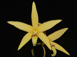 laelia_cinnabarinaxanceps_ws_cd