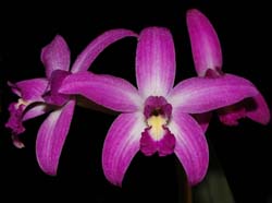 laelia_crispata_ip_cd