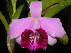 laelia_dayana2_ws_cd