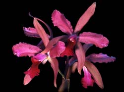 laelia_elegans_cd