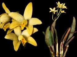 laelia_eselquiana_cd